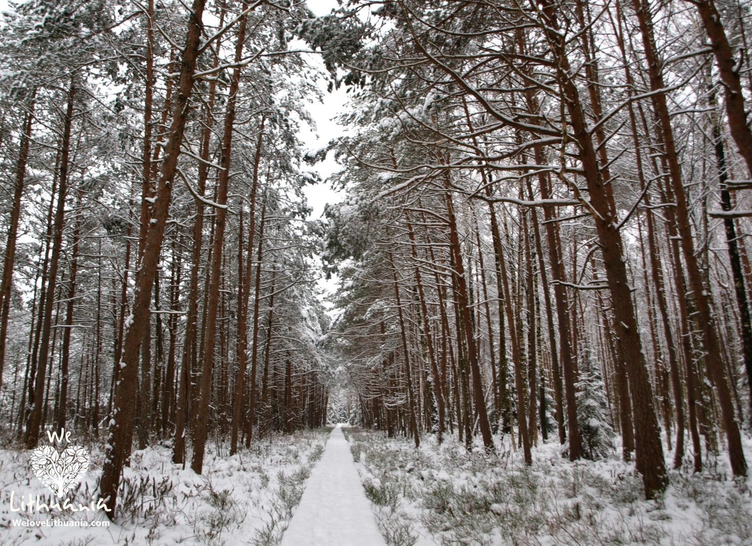 Varnikų pažintinis takas
