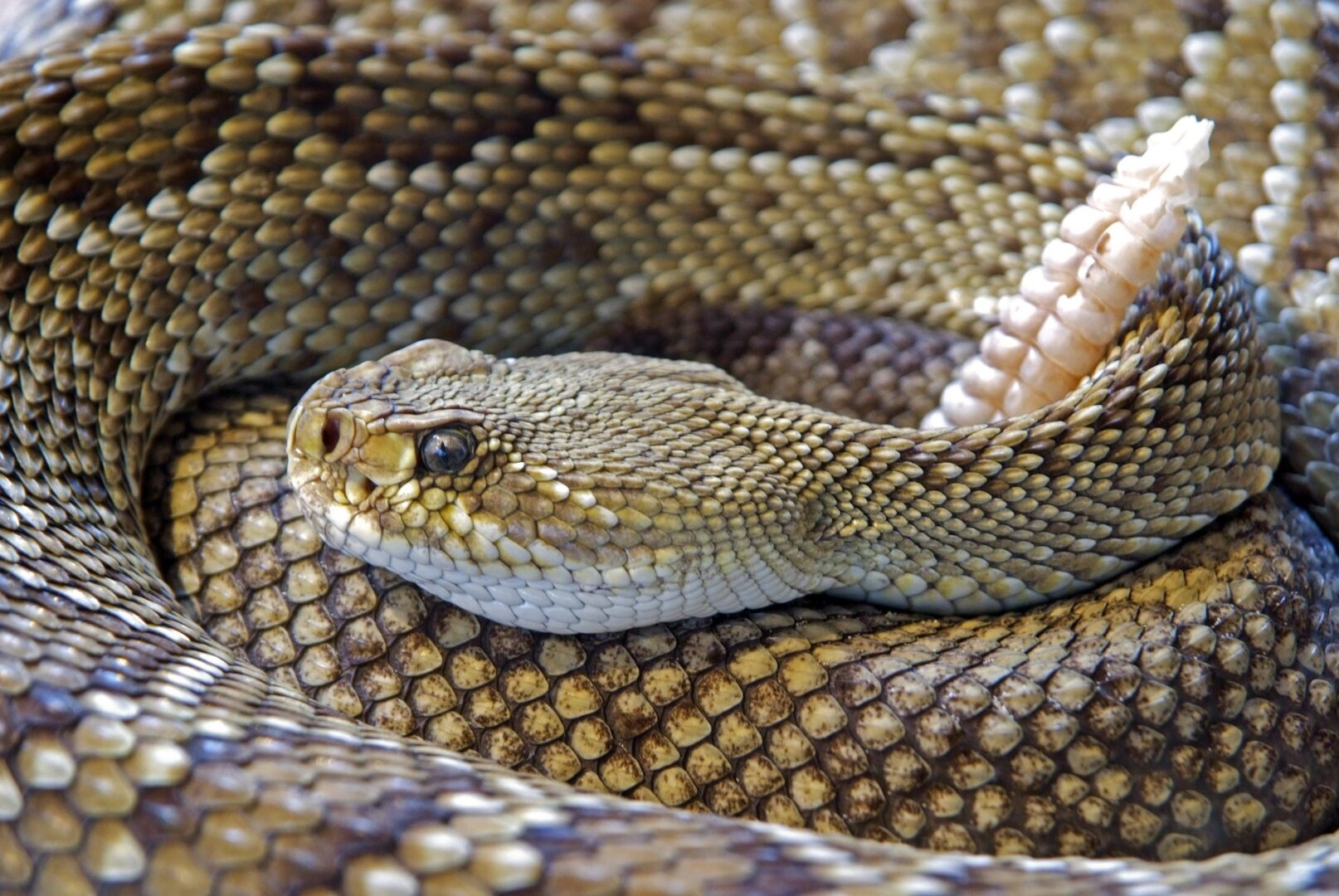 Sapnuoti gyvates