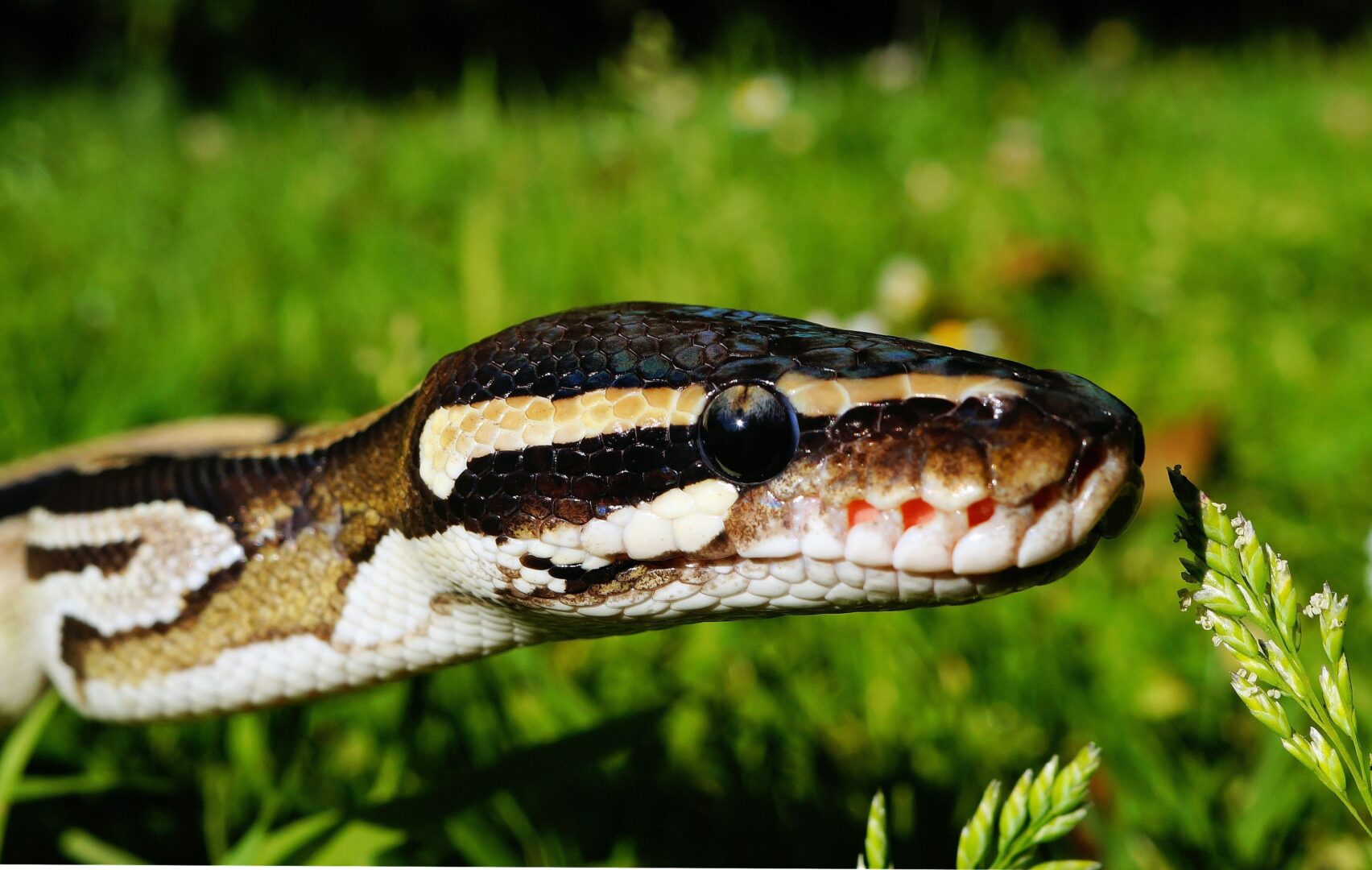 Sapnuoti gyvates