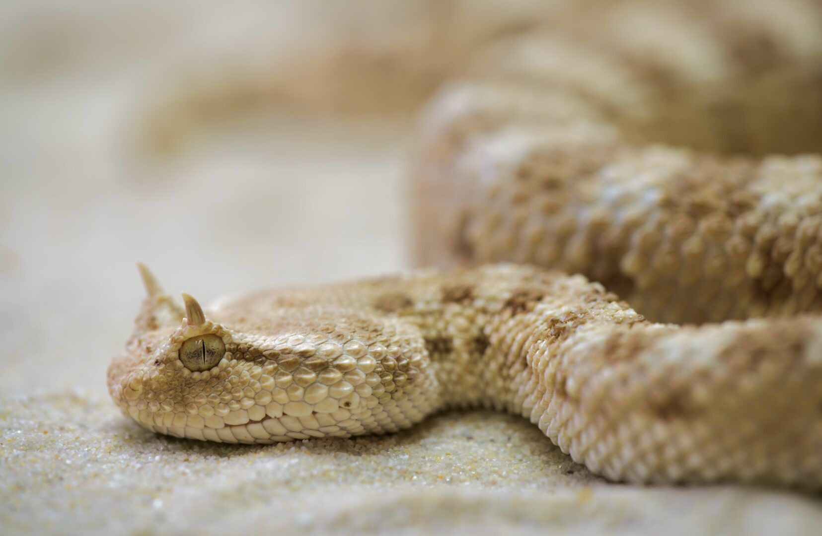 Sapnuoti gyvates