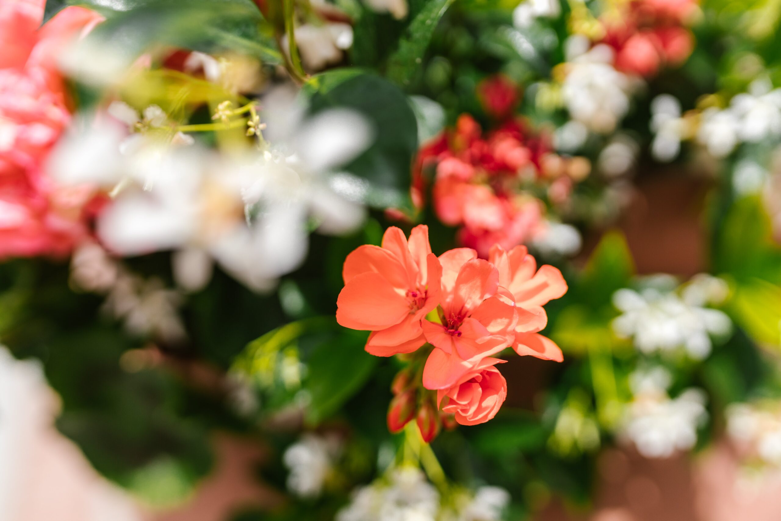 Pelargonija