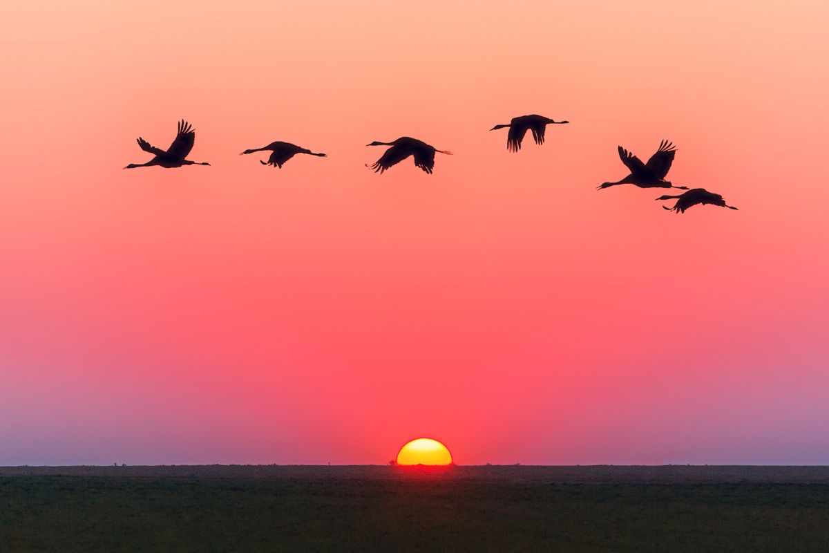 Horizontas