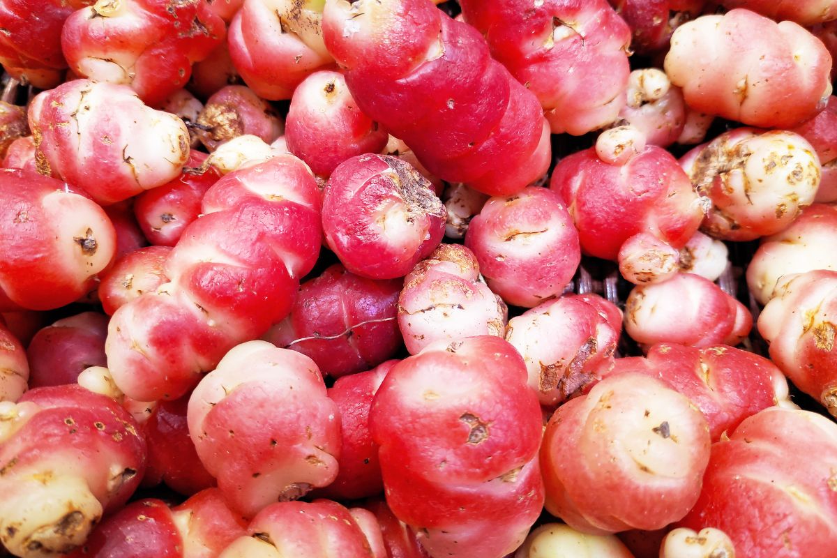 Gumbinis kiškiakopūstis – Andų lobis, atstojantis bulves