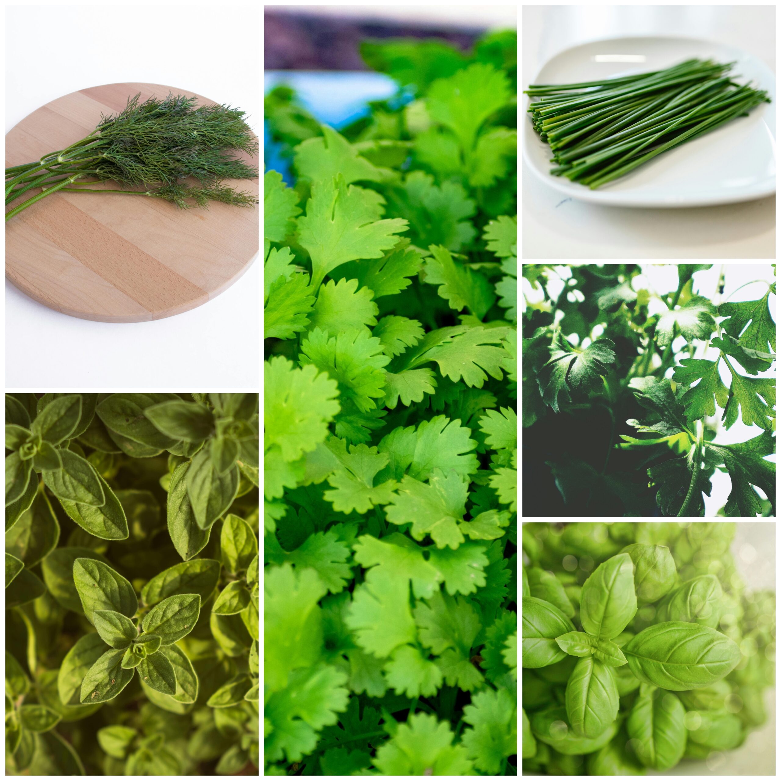 Pavasario aromatas namuose: prieskoniniai augalai, kuriuos verta sėti kovo mėnesį