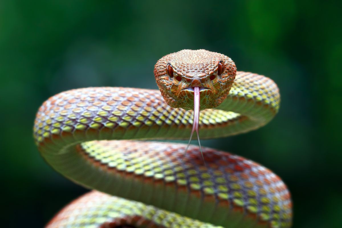 10 netikėtų faktų apie gyvates, kurių tikrai nežinojote