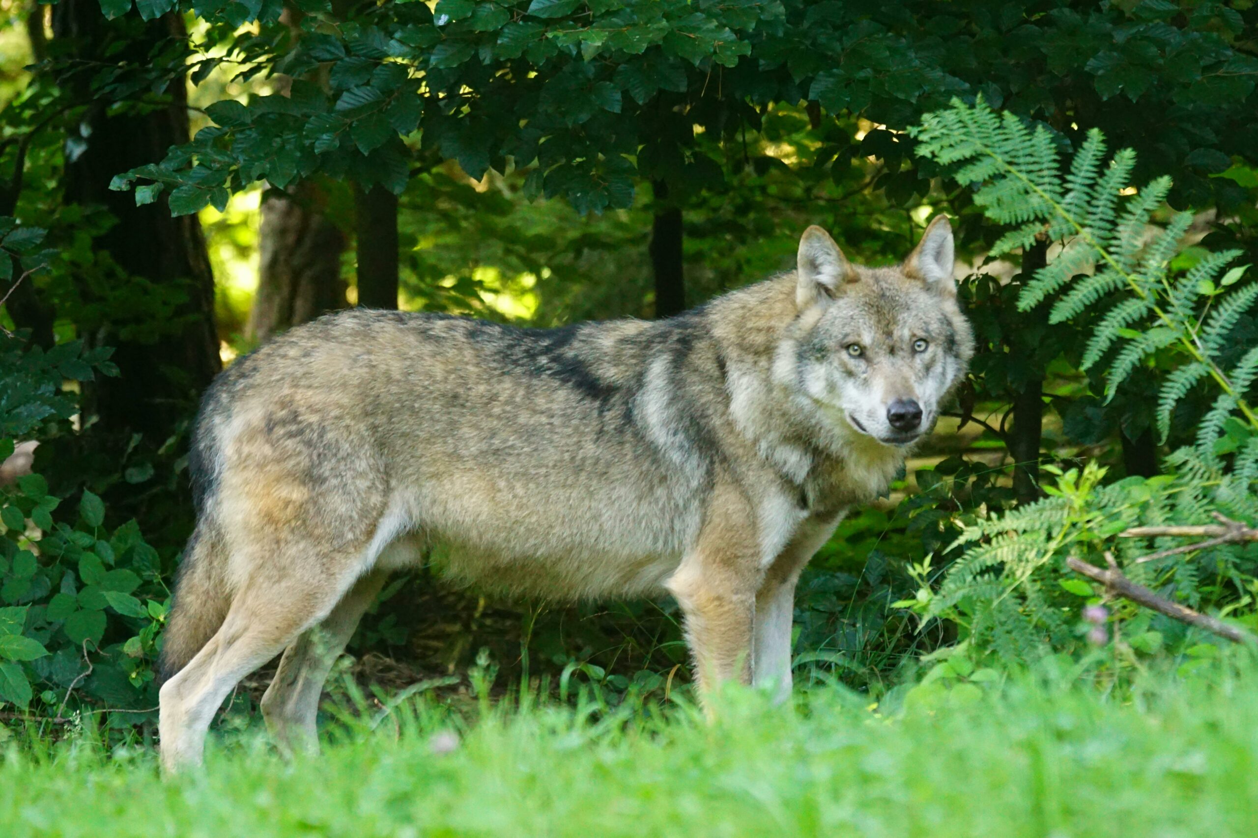 Nuo vilkų iki augintinių: kaip priešistorinis plėšrūnas tapo geriausiu žmogaus draugu?