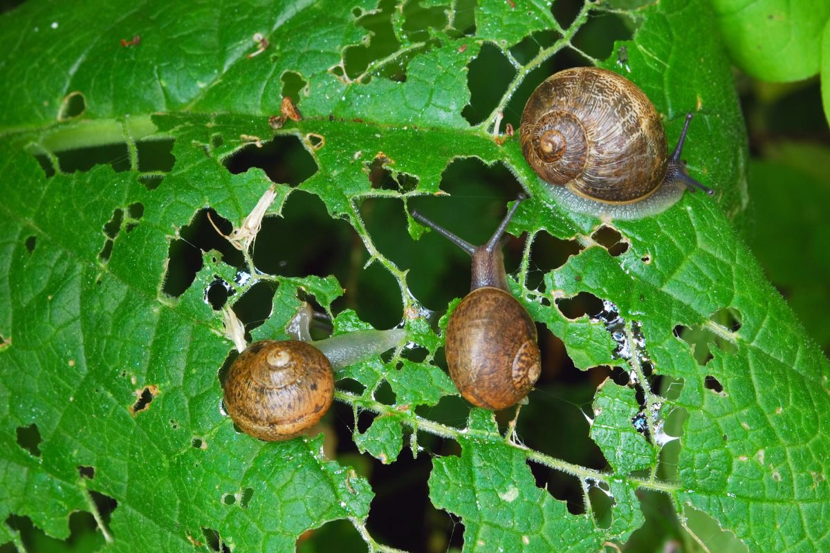 Sraigės - gerai pažįstamos, bet ar pakankamai apie jas žinome?