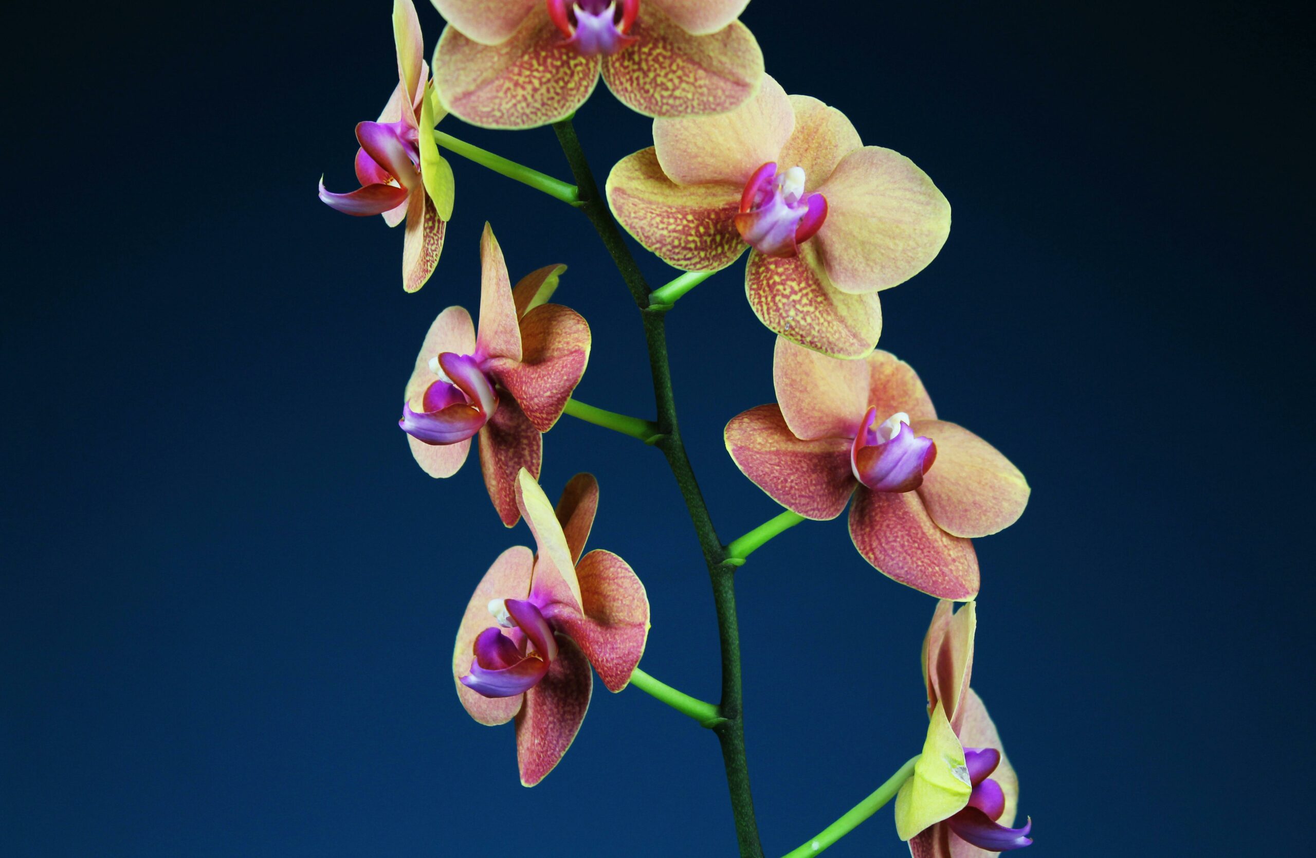 Ar reikia nukirpti orchidėjos stiebą po žydėjimo?