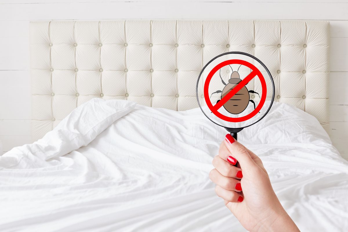 10 patikimų būdų apsisaugoti nuo blakių