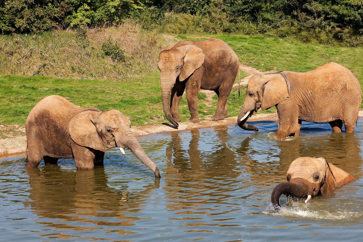 TOP 5 geriausi zoologijos sodai Europoje