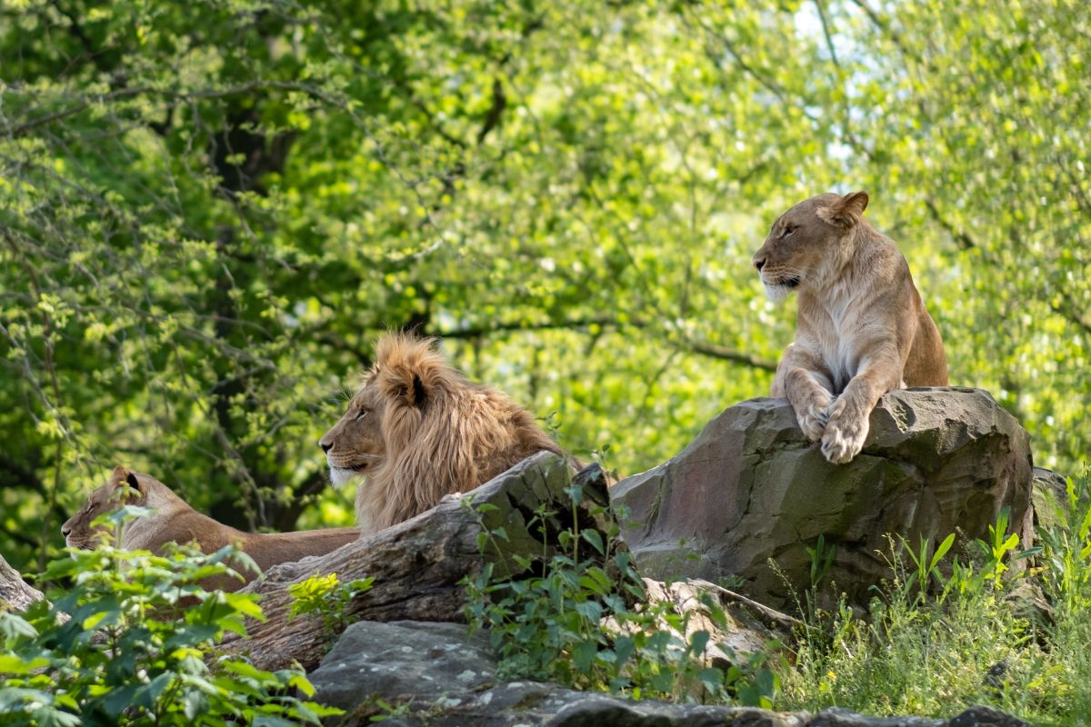 TOP 5 geriausi zoologijos sodai Europoje
