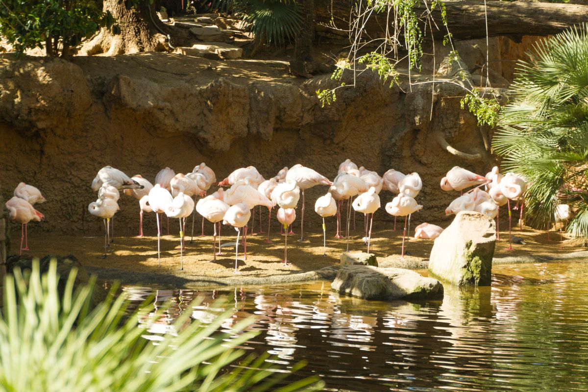 TOP 5 geriausi zoologijos sodai Europoje