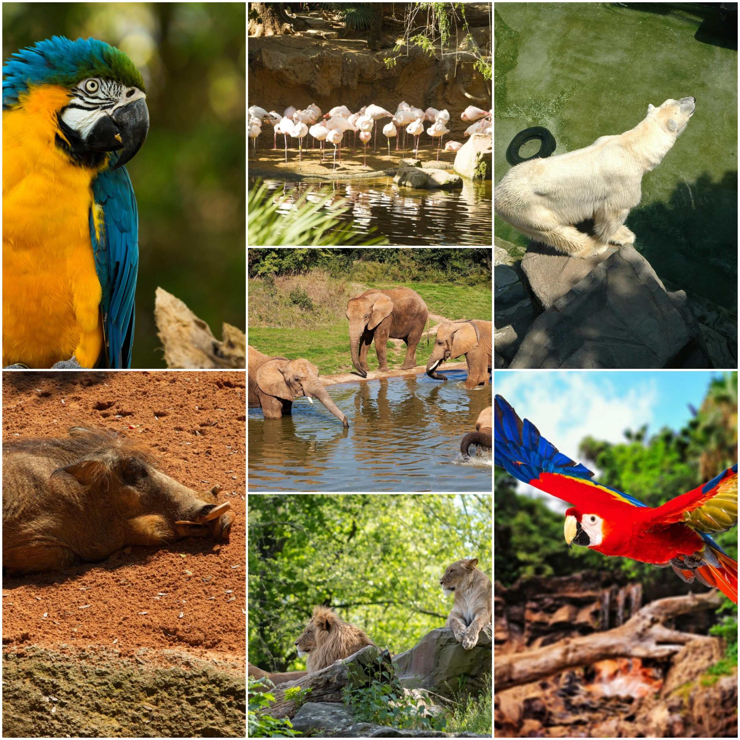 TOP 5 geriausi zoologijos sodai Europoje